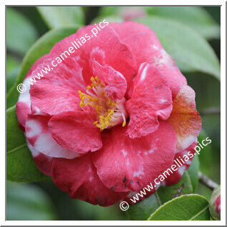 Camellia Japonica 'Bento de Amorim'