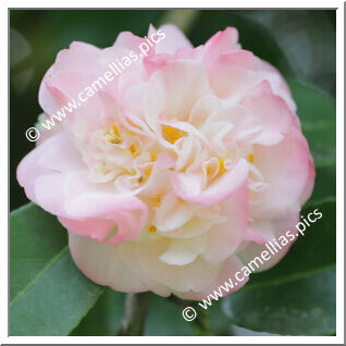 Camellia Japonica 'Betty Sheffield'