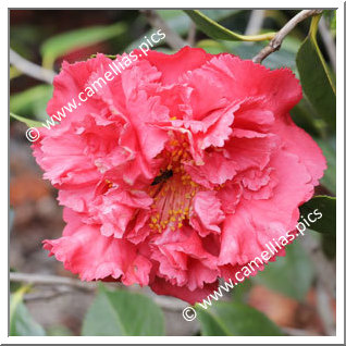 Camellia Hybrid C.reticulata  'Bill Goertz'