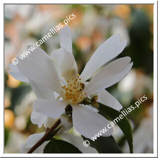 Camellia Species C. grijsii