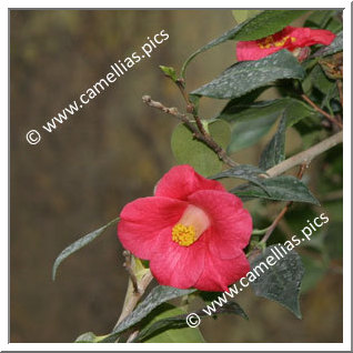 Camellia Botanique C. japonica