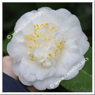 Camellia Japonica 'Maria Irene'