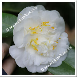 Camellia Japonica 'Maria Irene'