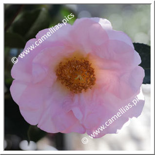 Camellia Hybrid 'Moonrise'