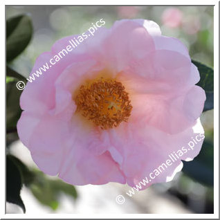 Camellia Hybride 'Moonrise'