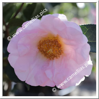 Camellia Hybride 'Moonrise'