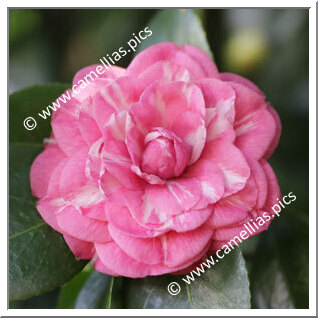 Camellia Japonica 'Ninfa del Tebro'
