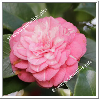 Camellia Japonica 'Ninfa del Tebro'