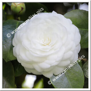 Camellia Japonica 'Surpreza de J. Marques Loureiro'
