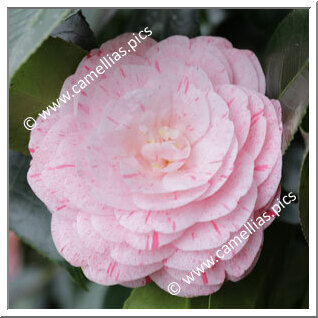 Camellia Japonica 'William Bartlett'