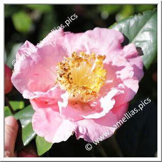 Camellia Japonica 'Adelina Sargent'