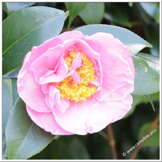 Camellia Hybride 'Ailsa James'