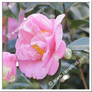 Camellia Hybride 'Ailsa James'