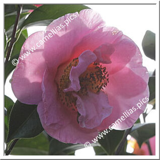 Camellia Hybride 'Ailsa James'