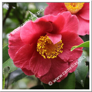 Camellia Japonica 'Alexander Hunter'