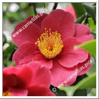 Camellia Japonica 'Alexander Hunter'