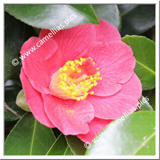 Camellia Japonica 'Alexander Hunter'