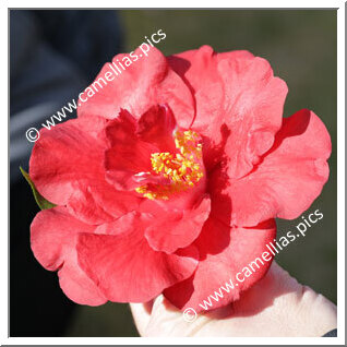 Camellia Hybride C.reticulata 'Alfons'