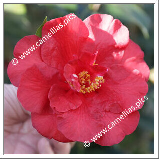 Camellia Hybride C.reticulata 'Alfons'