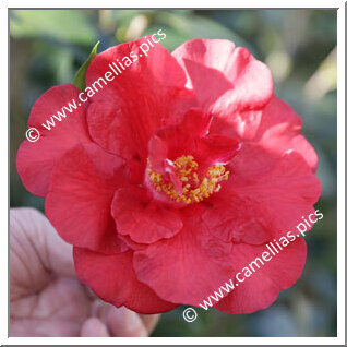 Camellia Hybride C.reticulata 'Alfons'