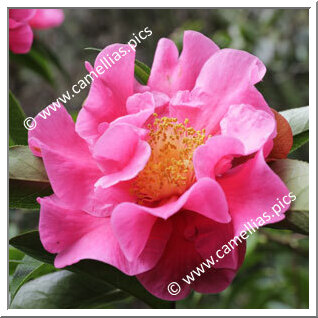 Camellia Reticulata 'Alice Collins'