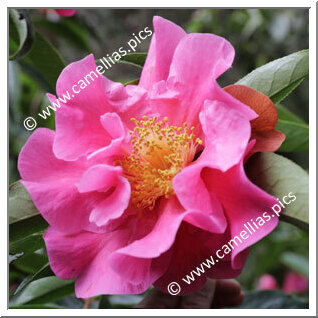 Camellia Reticulata 'Alice Collins'