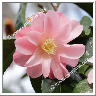 Camellia Japonica 'Alison Leigh Woodroof'