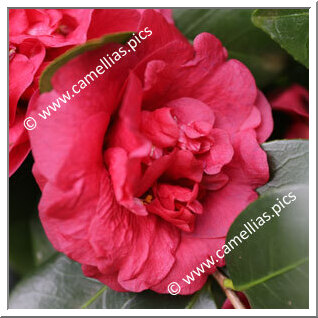 Camellia Japonica 'Anna M. Page'