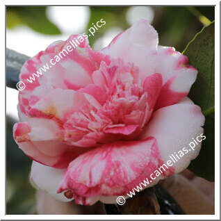 Camellia Japonica 'Areeiro'