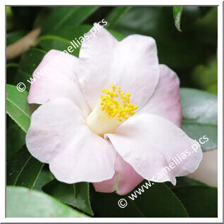 Camellia Hybride 'Autumn Herald'