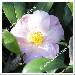 Camellia Hybride 'Autumn Herald'