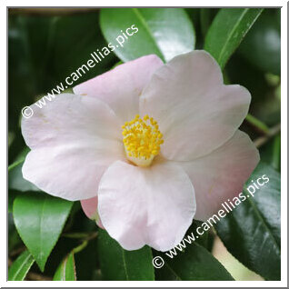 Camellia Hybride 'Autumn Herald'