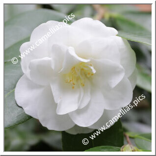 Camellia Hybrid C.x williamsii 'Avalanche'