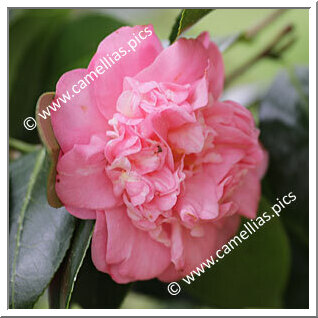 Camellia Japonica 'Belita Ferro'