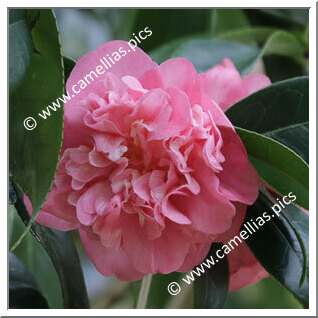 Camellia Japonica 'Belita Ferro'