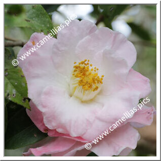 Camellia Hybride 'Blissful Dawn'