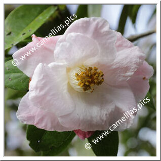 Camellia Hybride 'Blissful Dawn'