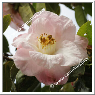 Camellia Hybride 'Blissful Dawn'