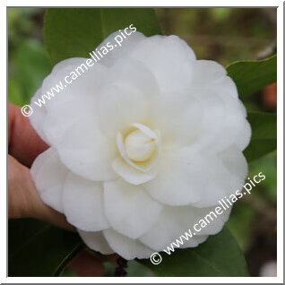 Camellia Japonica 'Blush Purity'