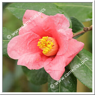 Camellia Botanique C. brevigyna