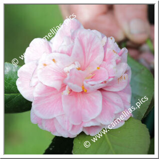 Camellia Japonica 'Bronwyn James'