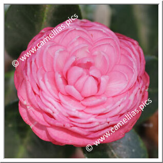 Camellia Japonica 'Caleb Cope'