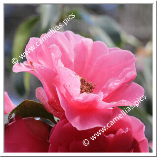 Camellia Reticulata 'Cambria'