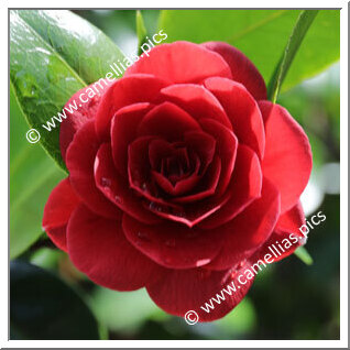 Camellia Japonica 'Caroll Lennard'