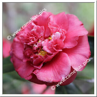 Camellia Japonica 'Cassandra'