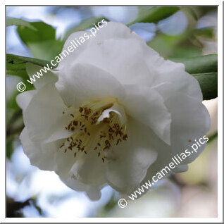 Camellia Japonica 'Charlie Bettes'