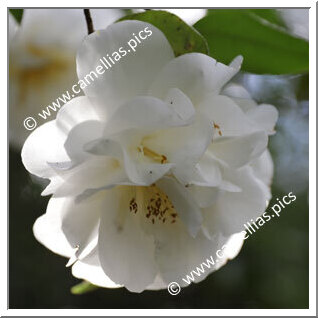 Camellia Japonica 'Charlie Bettes'