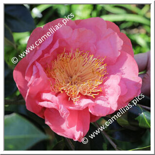 Camellia Japonica 'Clara Gil de Seabra'