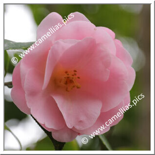 Camellia Hybride C.x williamsii 'Clarrie Fawcett'