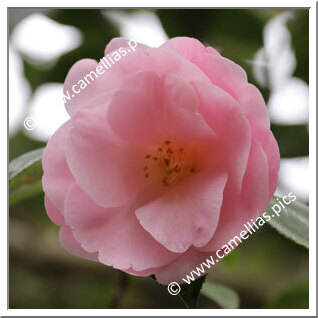 Camellia Hybride C.x williamsii 'Clarrie Fawcett'